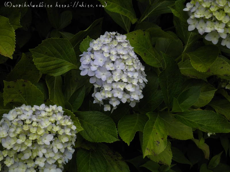 雨月の花 - 14