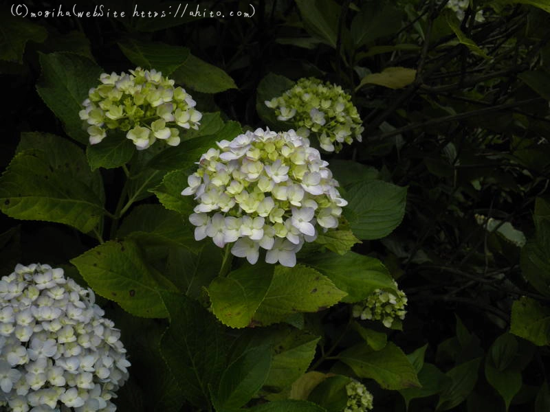 雨月の花 - 15