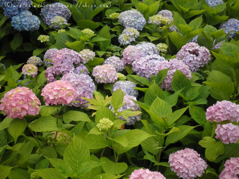 雨月の花 - 17