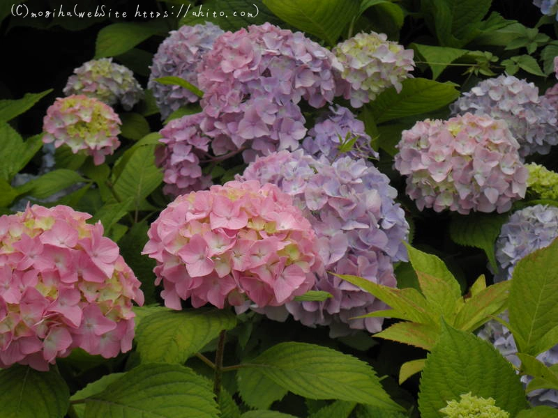 雨月の花 - 18