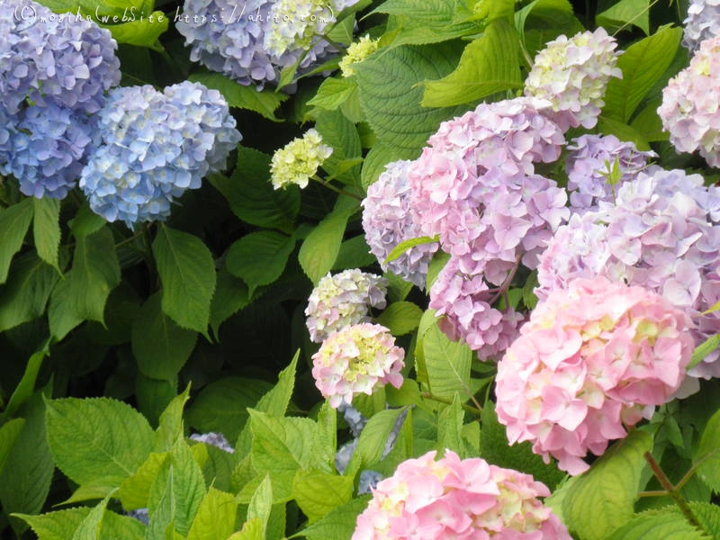 雨月の花 - 19