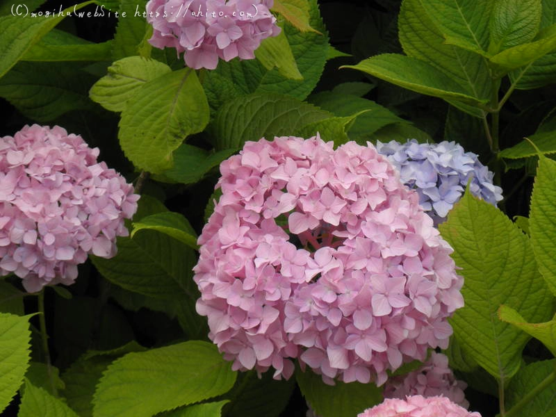 雨月の花 - 20