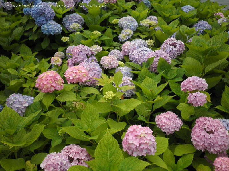 雨月の花 - 22