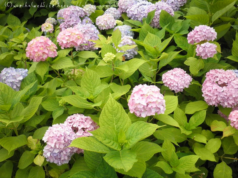 雨月の花 - 23