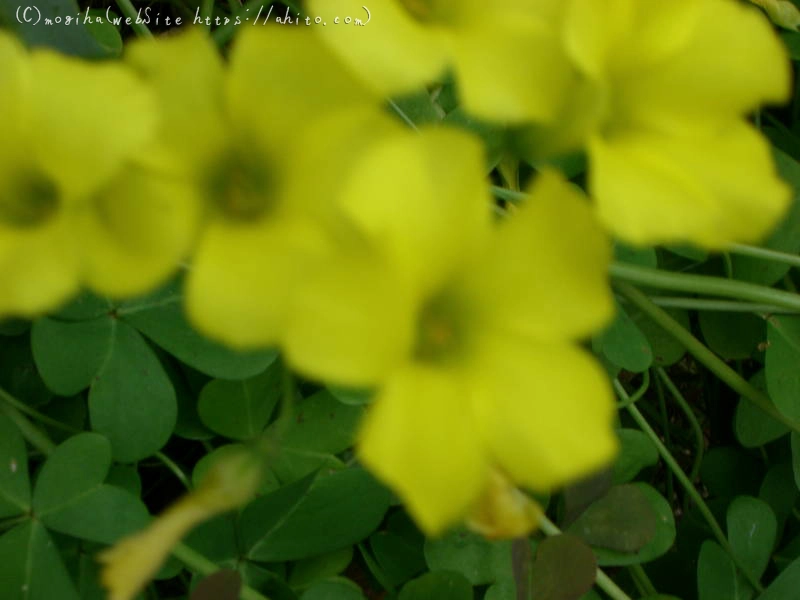 雨月の花 - 02