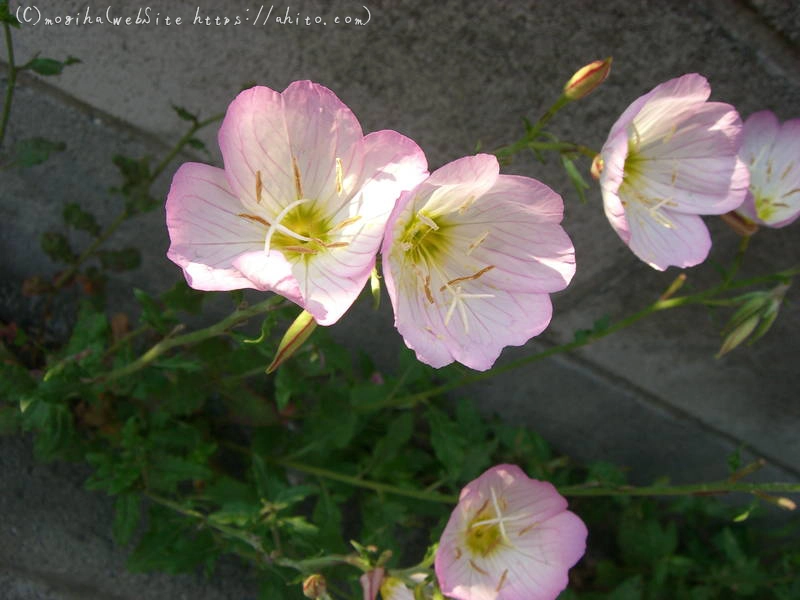 雨月の花 - 03