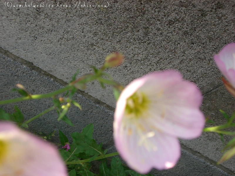 雨月の花 - 04