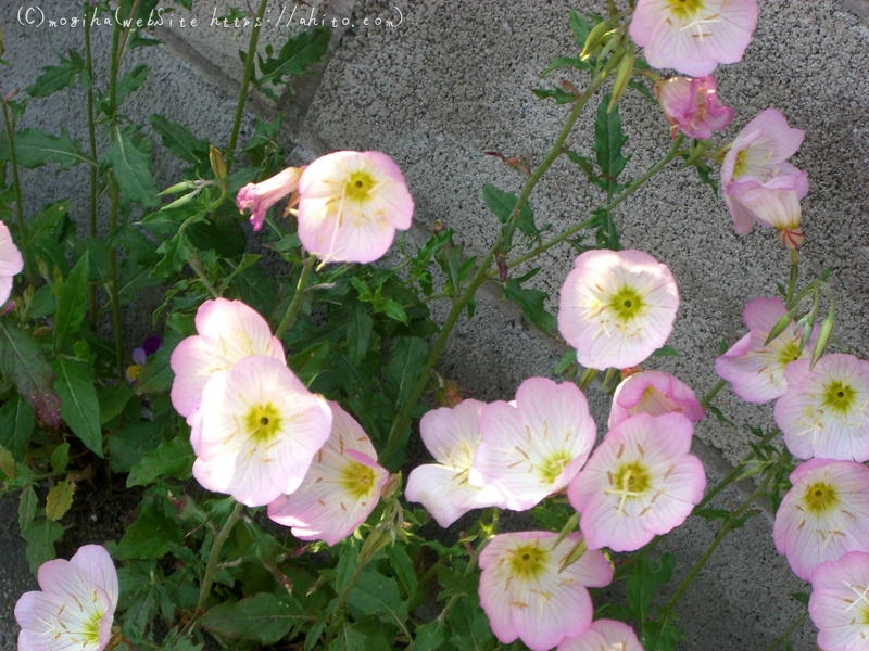 雨月の花 - 05