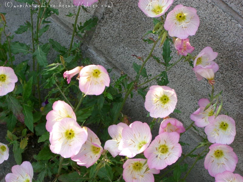 雨月の花 - 06