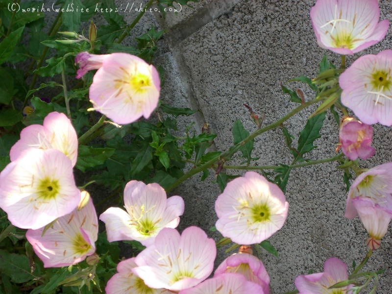 雨月の花 - 07