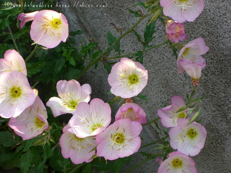 雨月の花 - 08