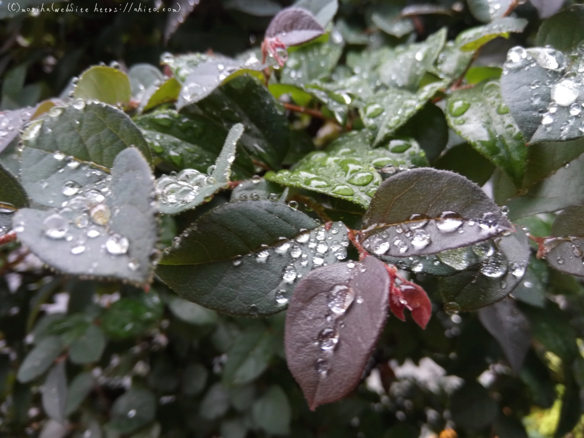 雨の花 - 03