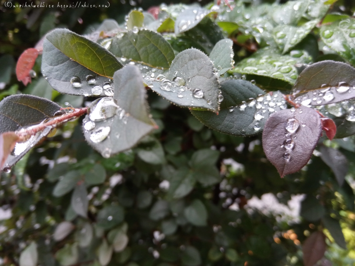 雨の花 - 04