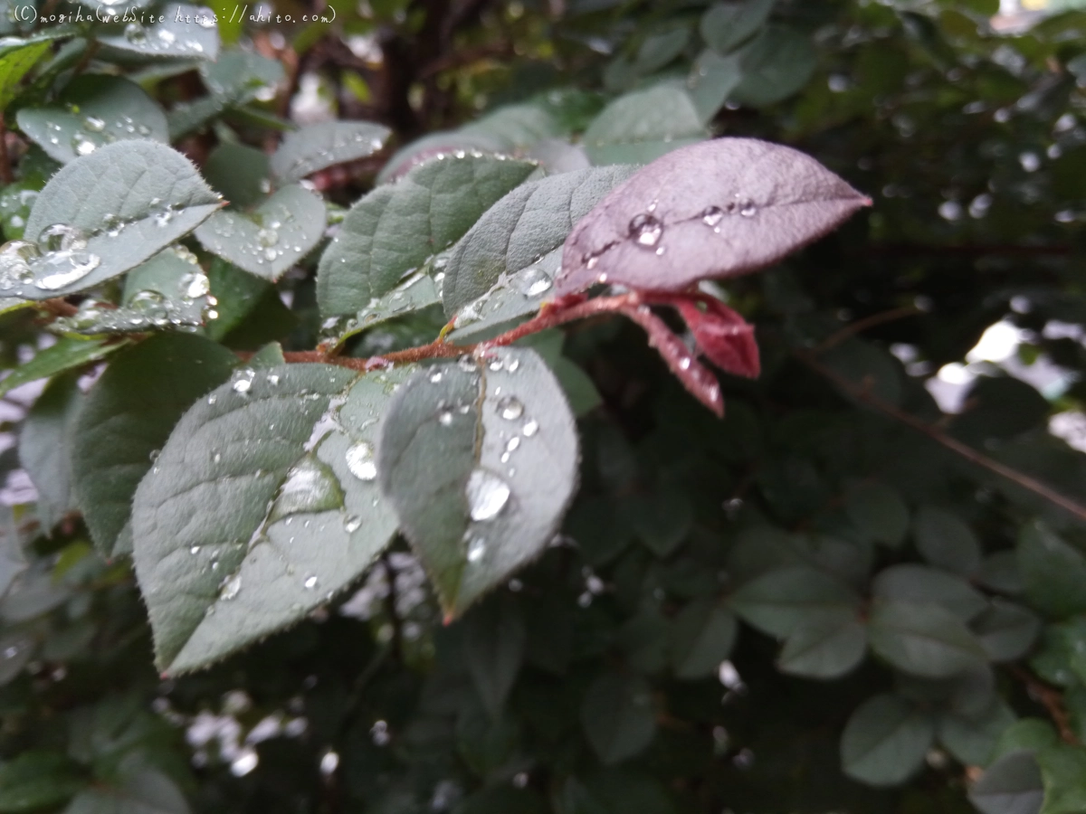 雨の花 - 05