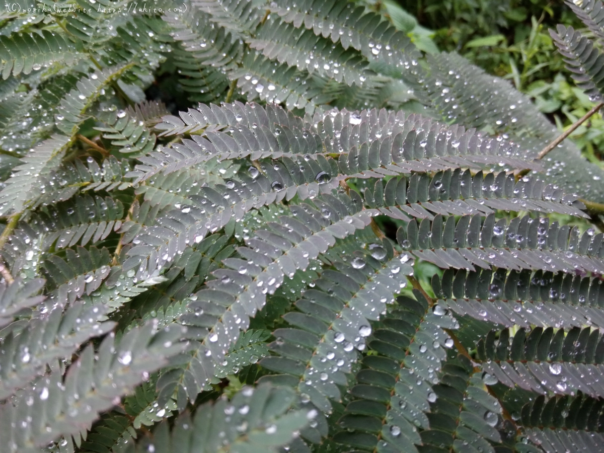 雨の花 - 08