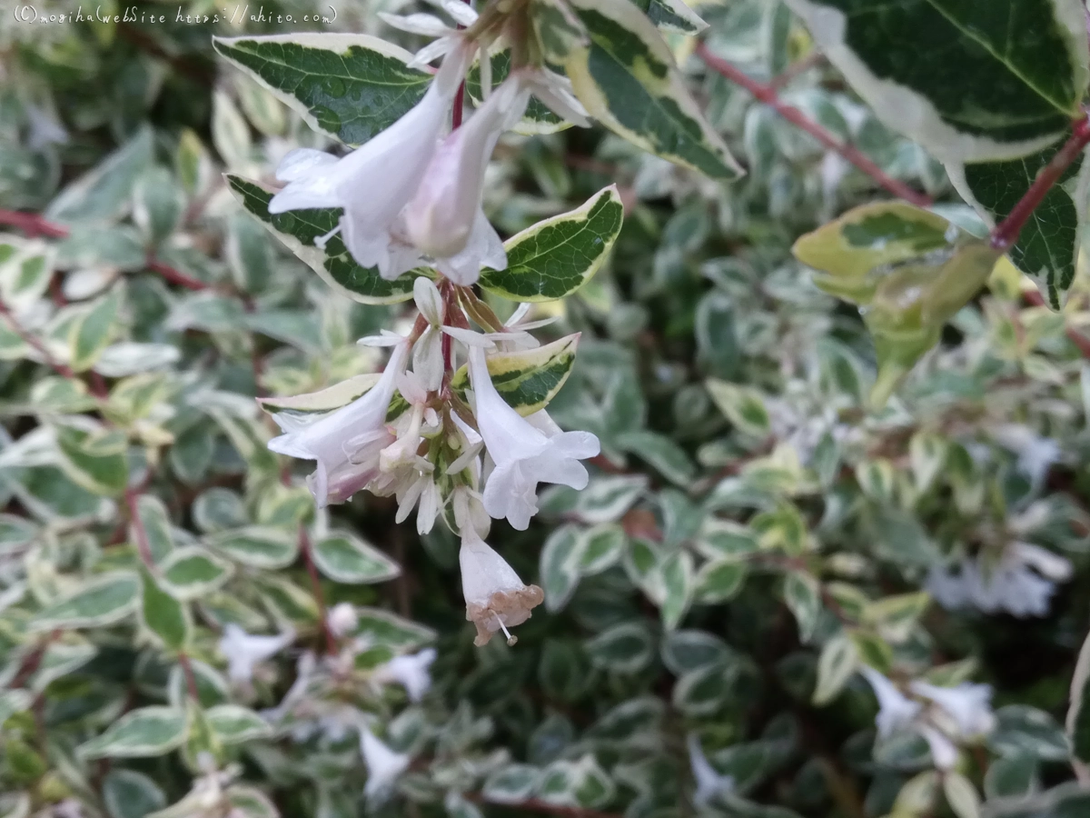 雨の花 - 10