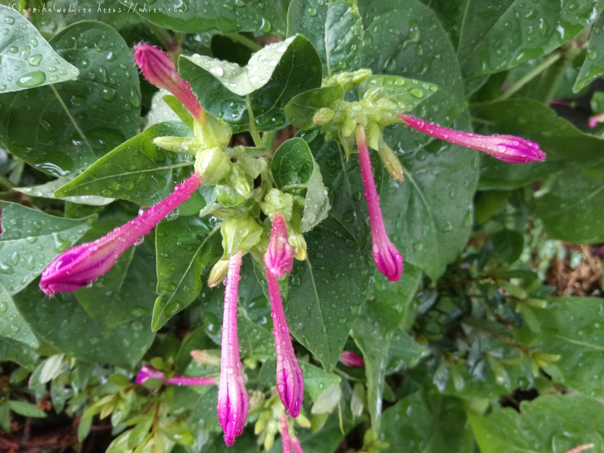 雨の花 - 11