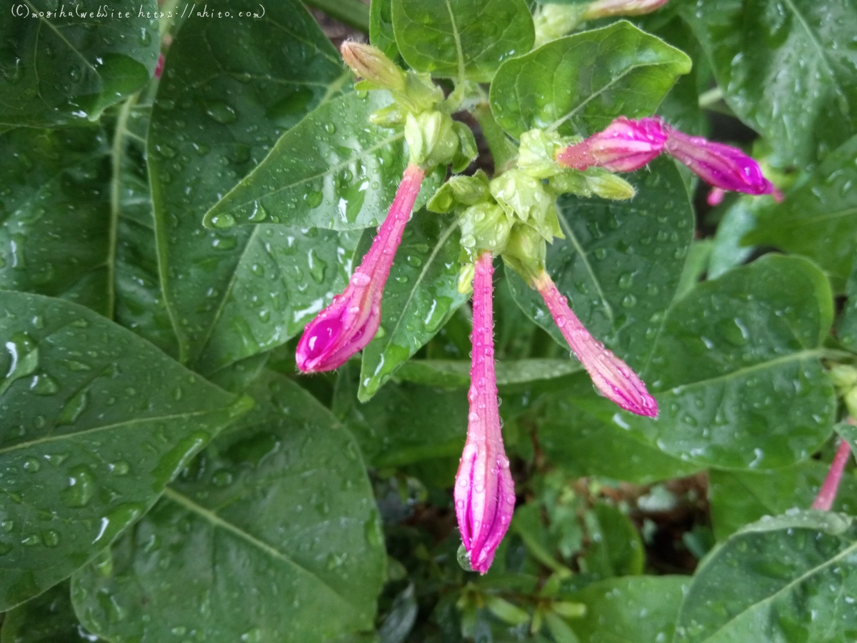 雨の花 - 12