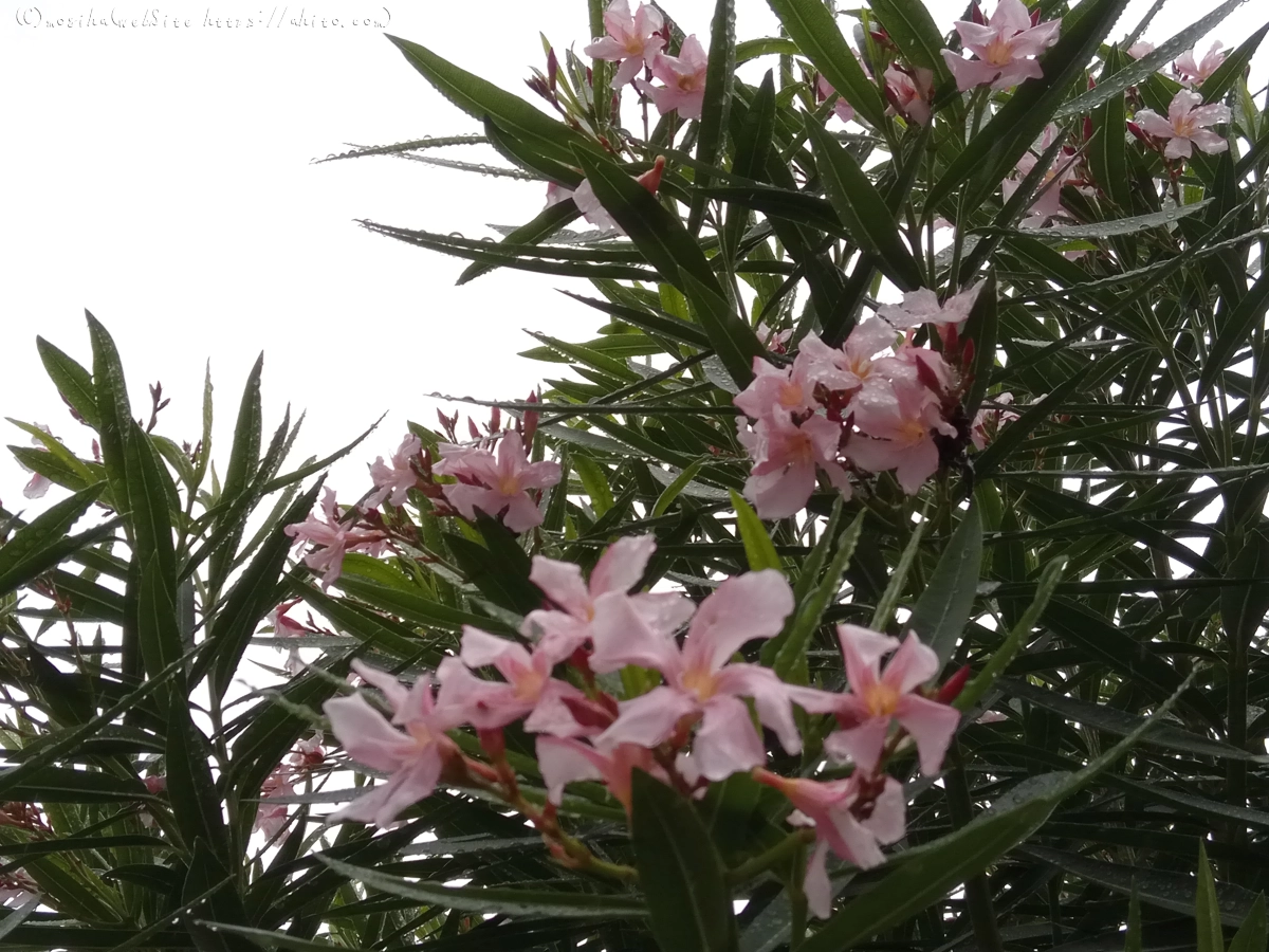 雨の花 - 02