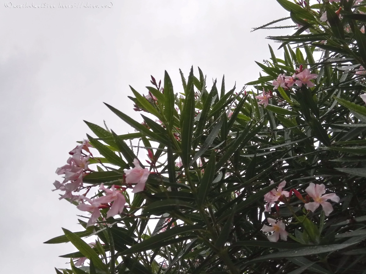 雨の花 - 05