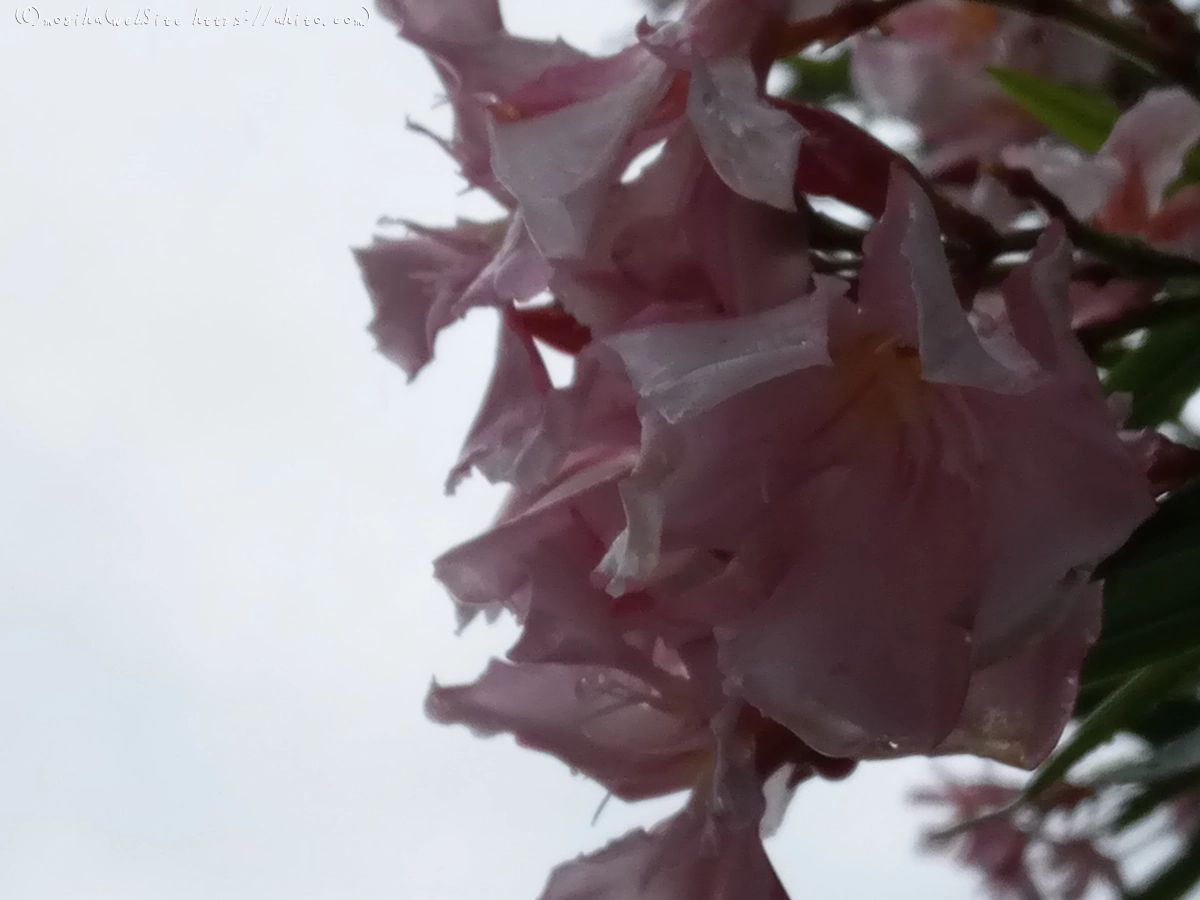 雨の花 - 08