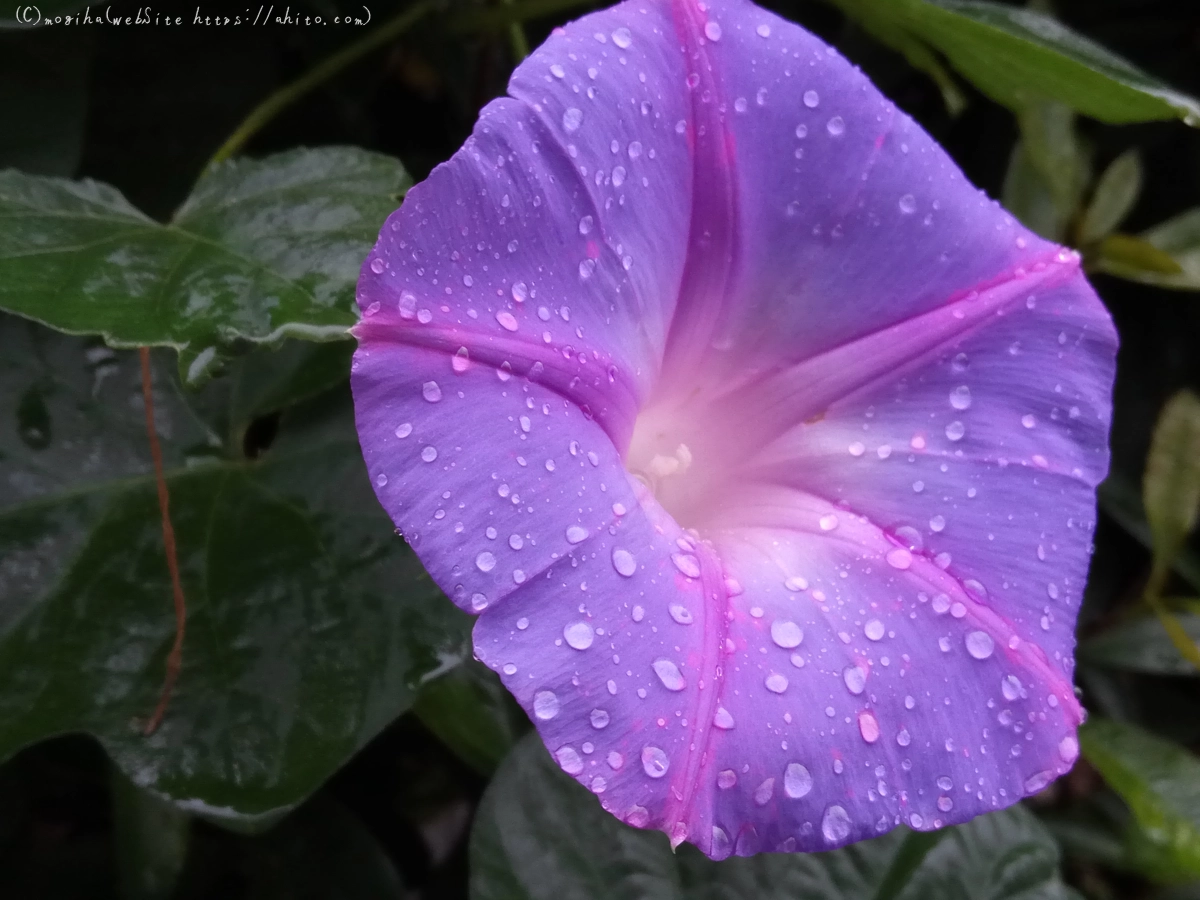 雨の花 - 07