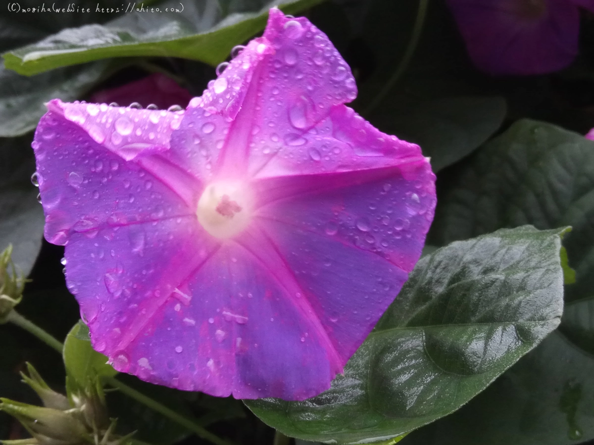 雨の花 - 08