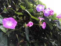 雨の花