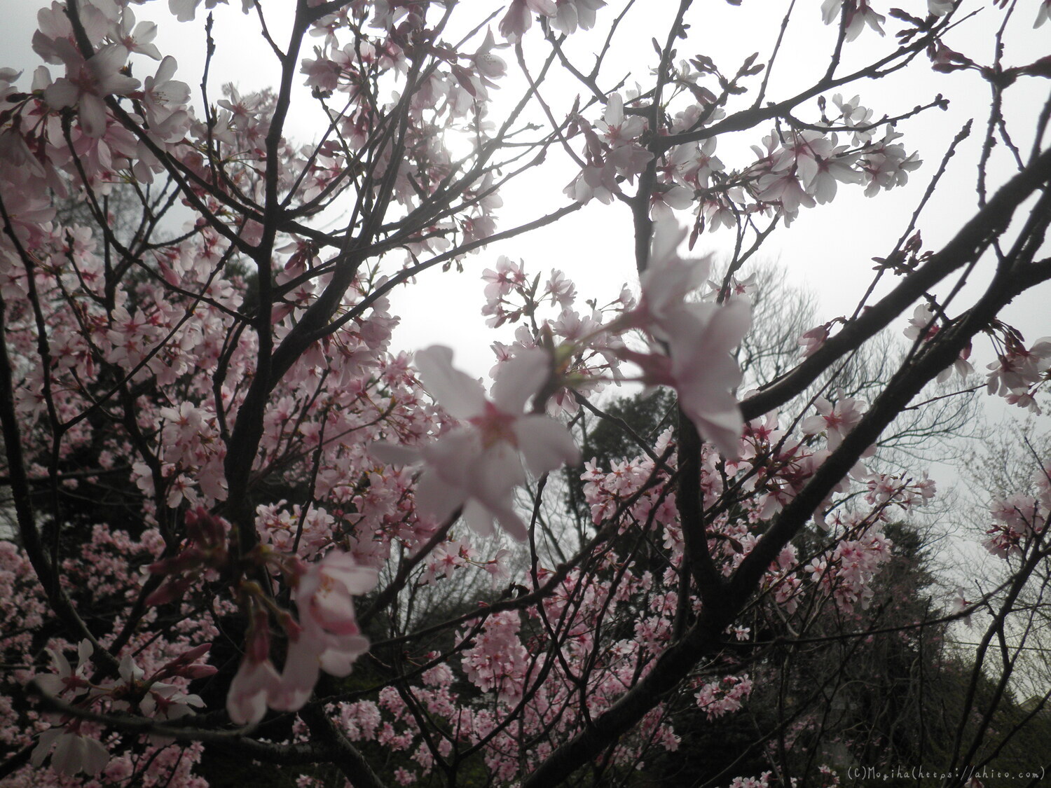 桜の開花 - 01