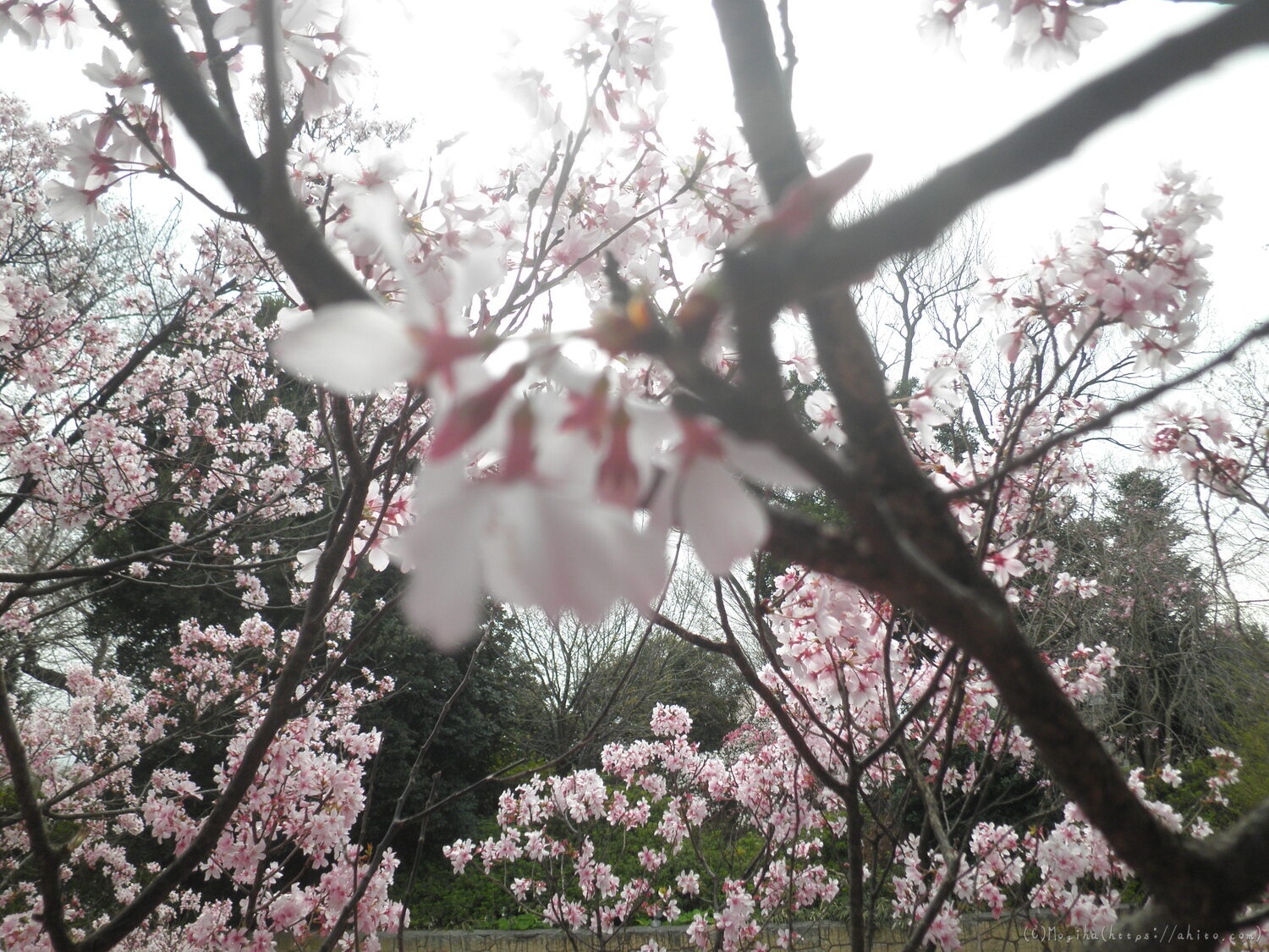 桜の開花 - 04