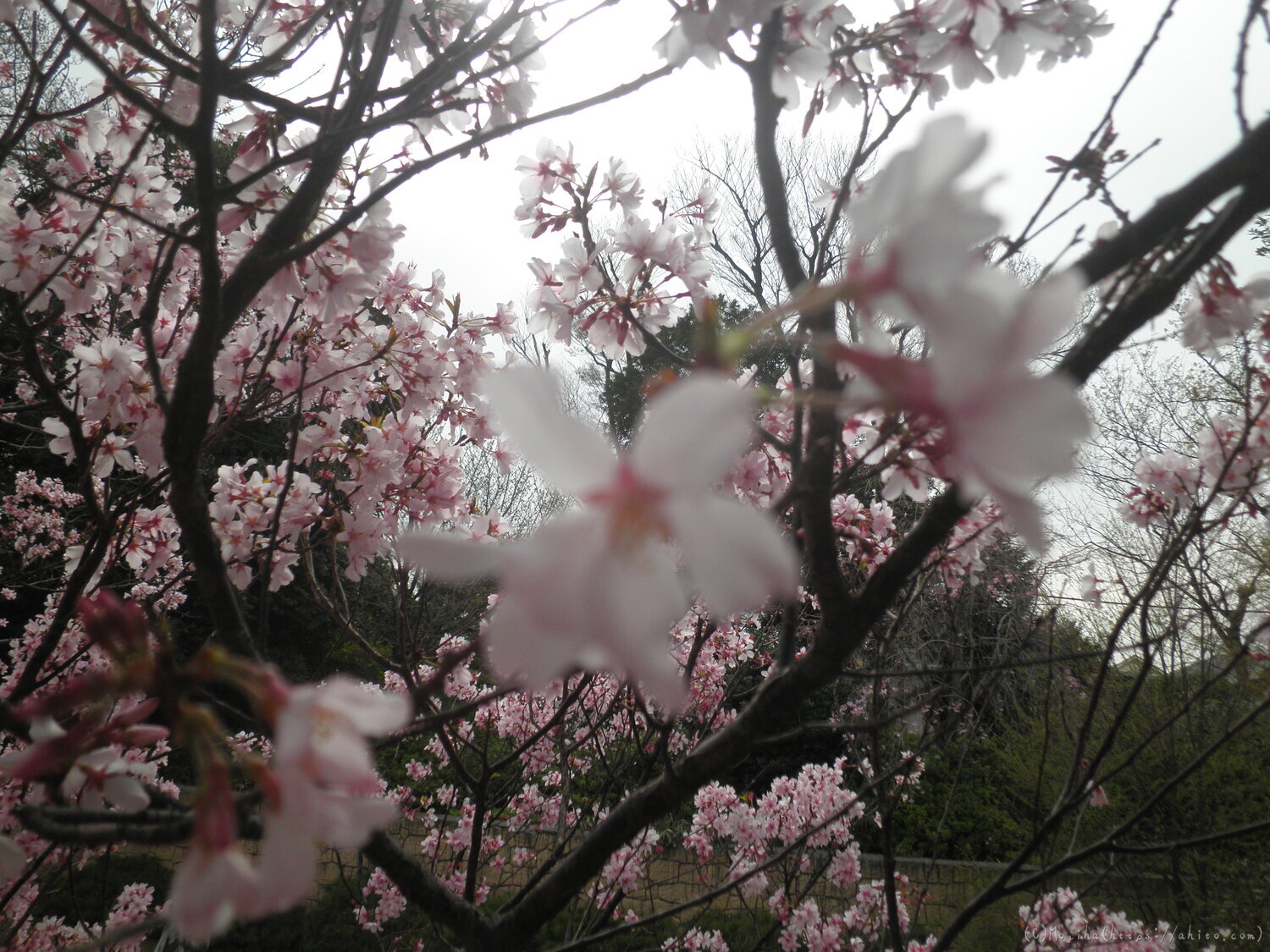 桜の開花 - 06