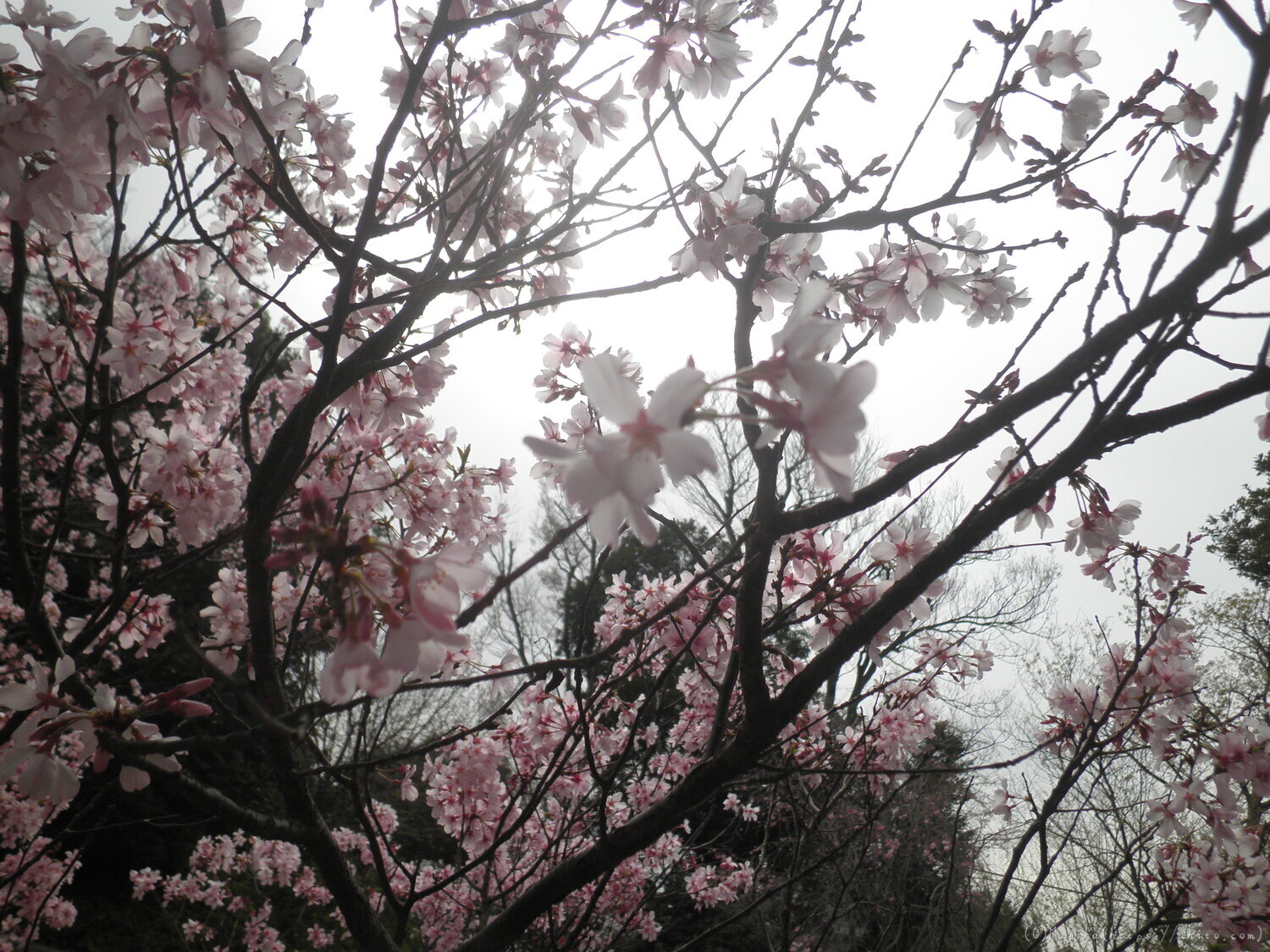 桜の開花 - 07