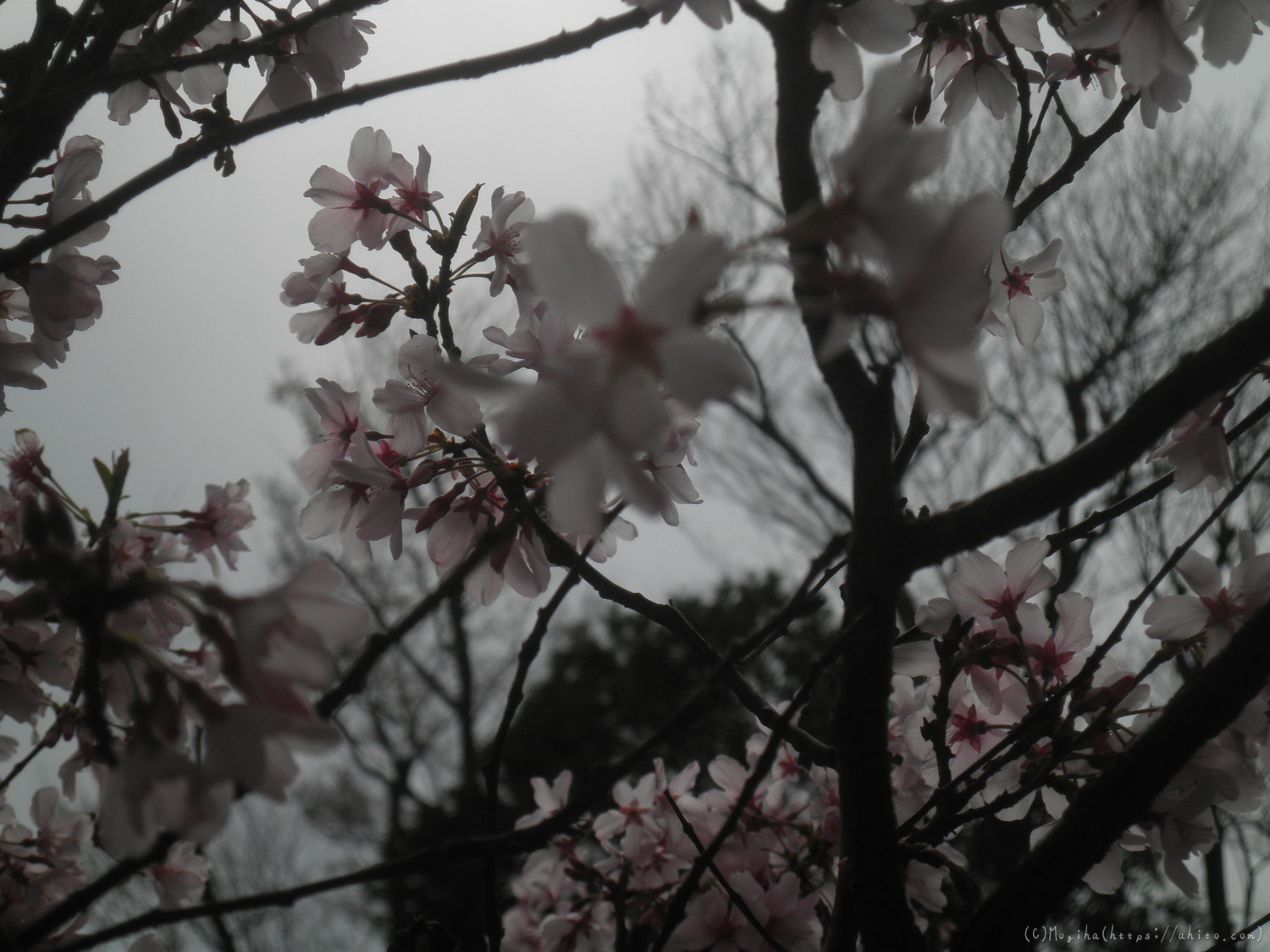 桜の開花 - 08