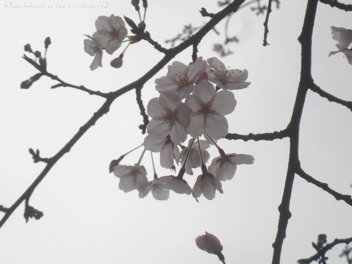 桜の開花 - 08