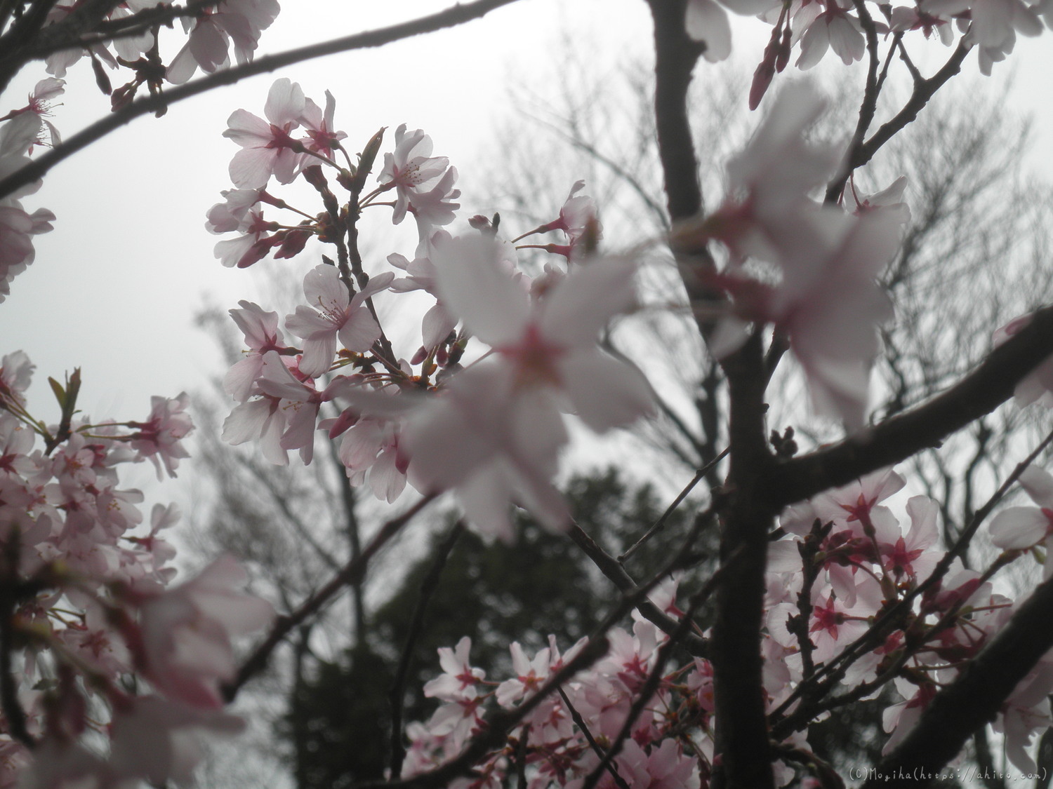 桜の開花 - 09