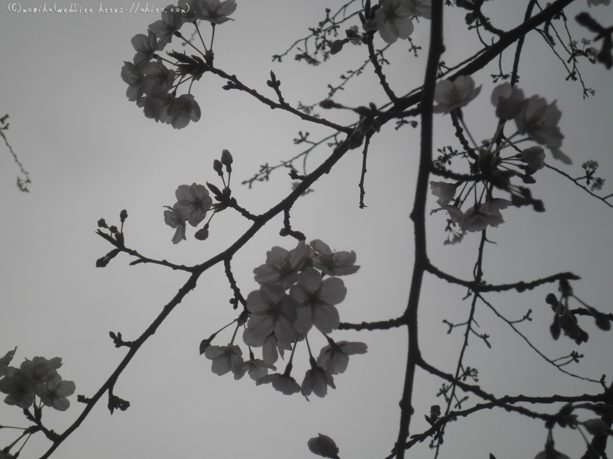 桜の開花 - 09