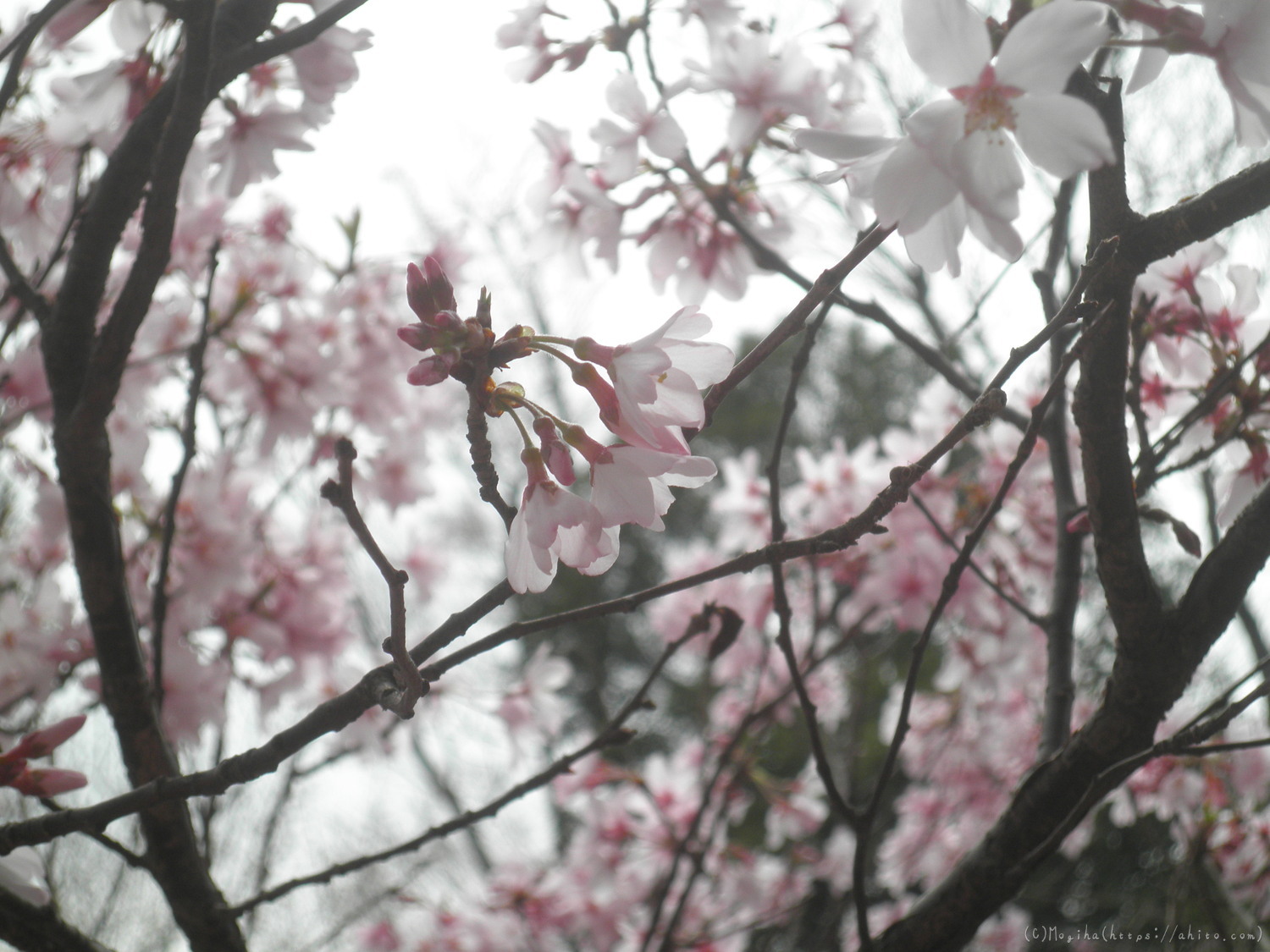 桜の開花 - 11