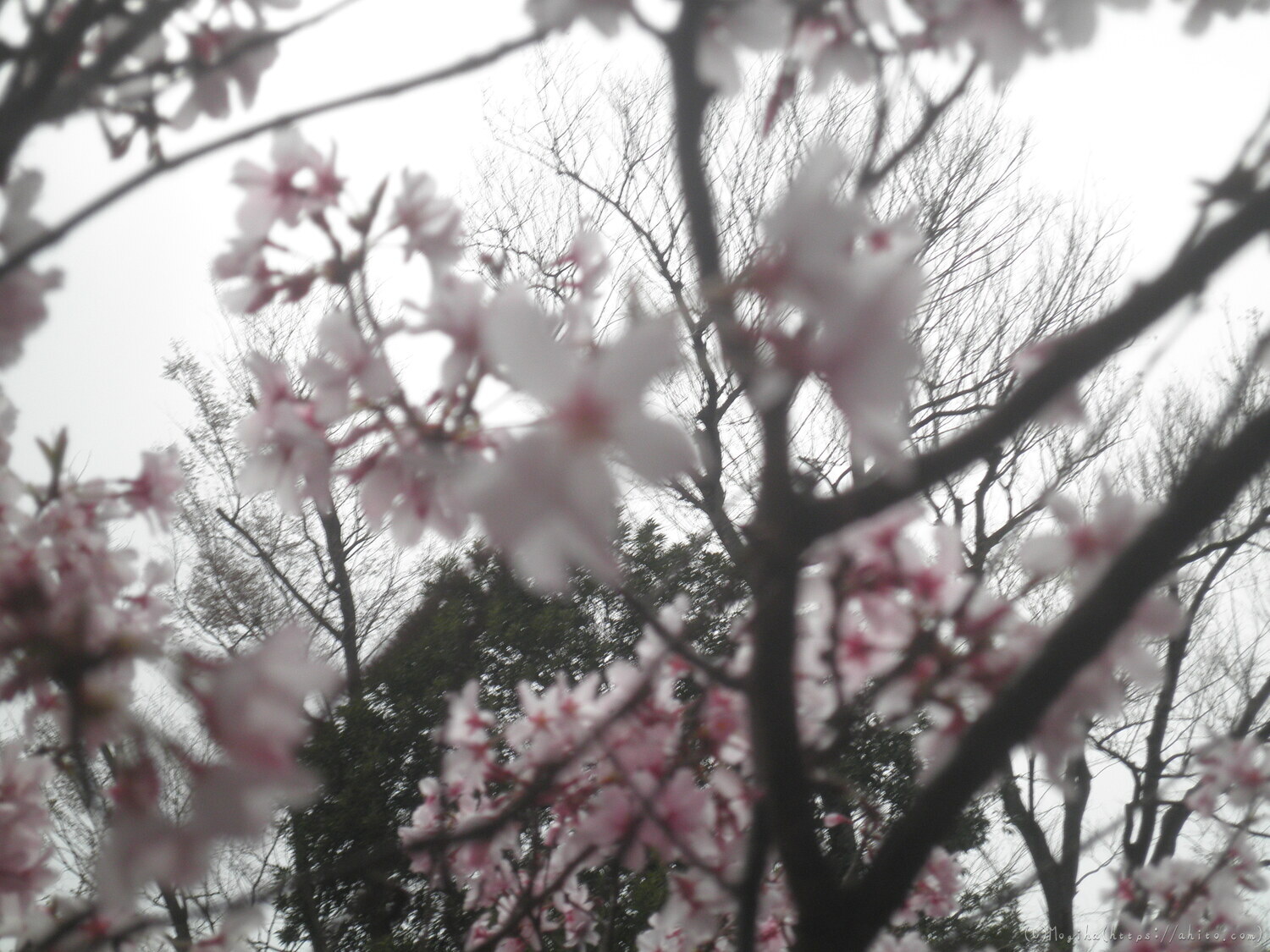 桜の開花 - 12