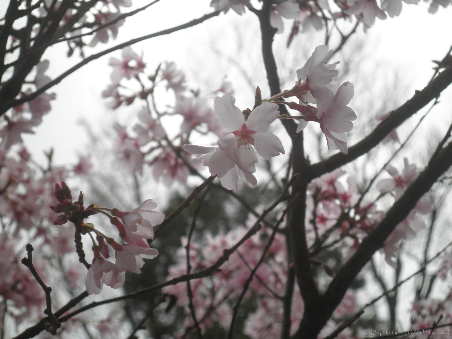 桜の開花 - 13