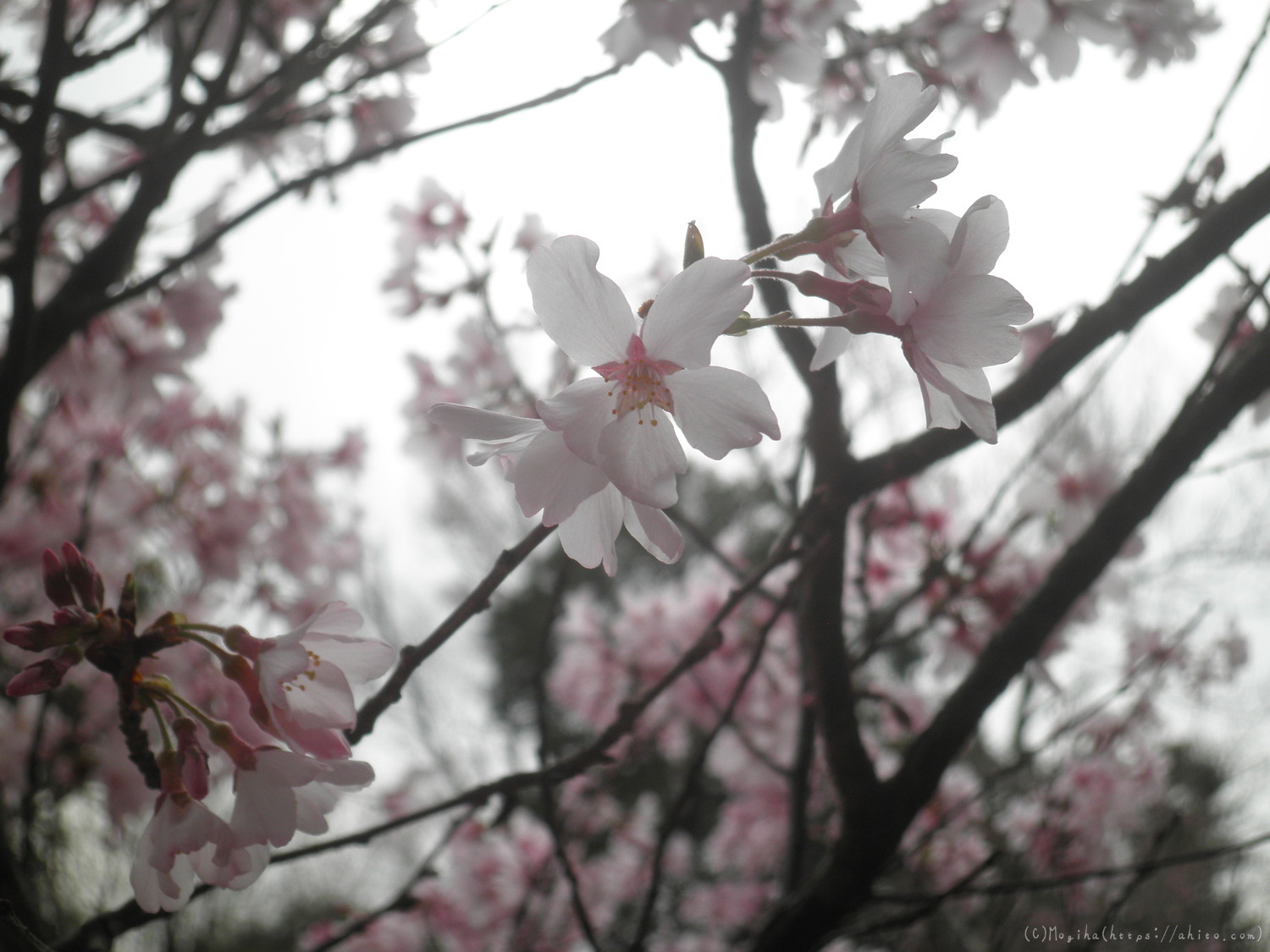 桜の開花 - 14