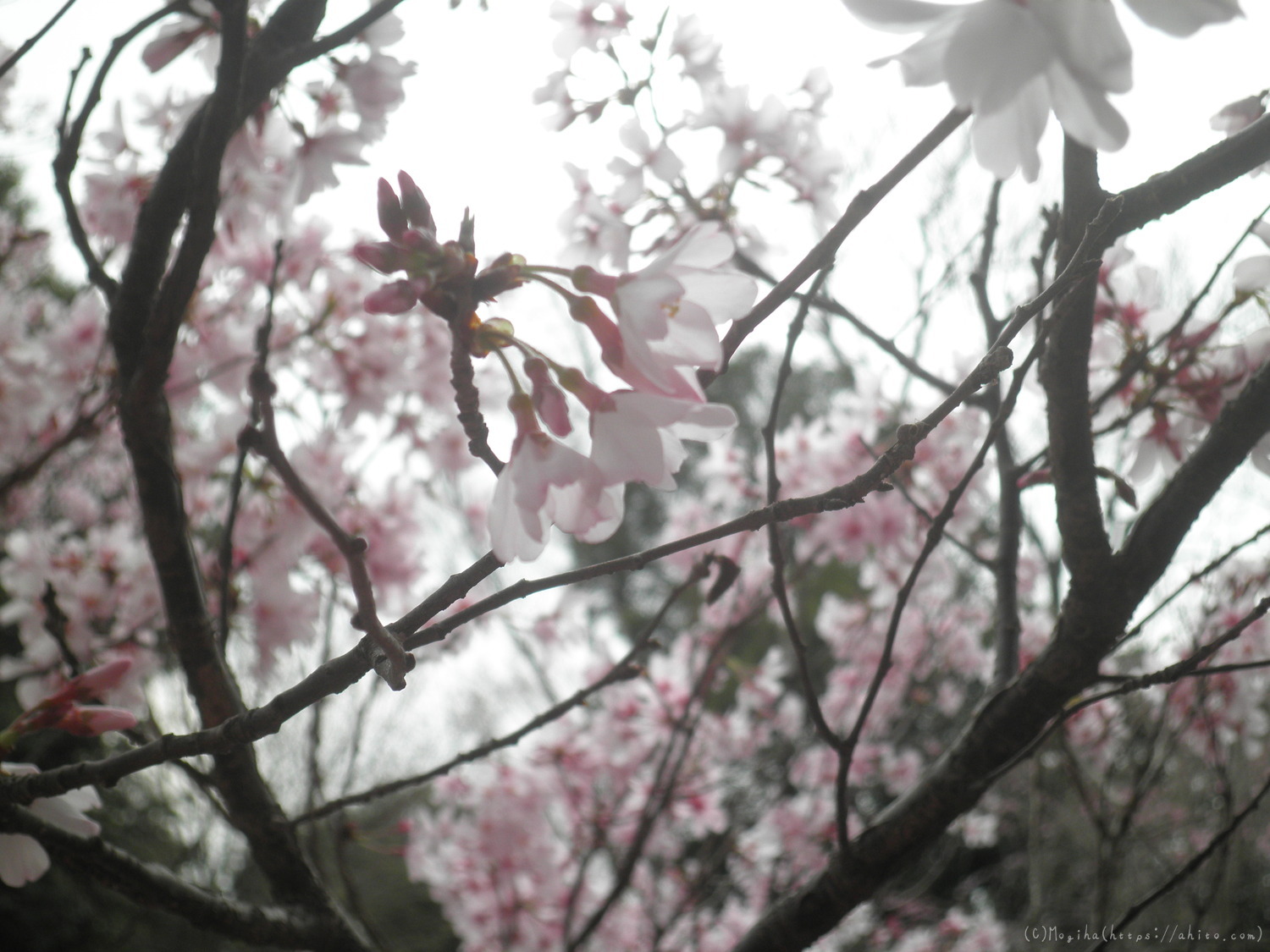 桜の開花 - 15