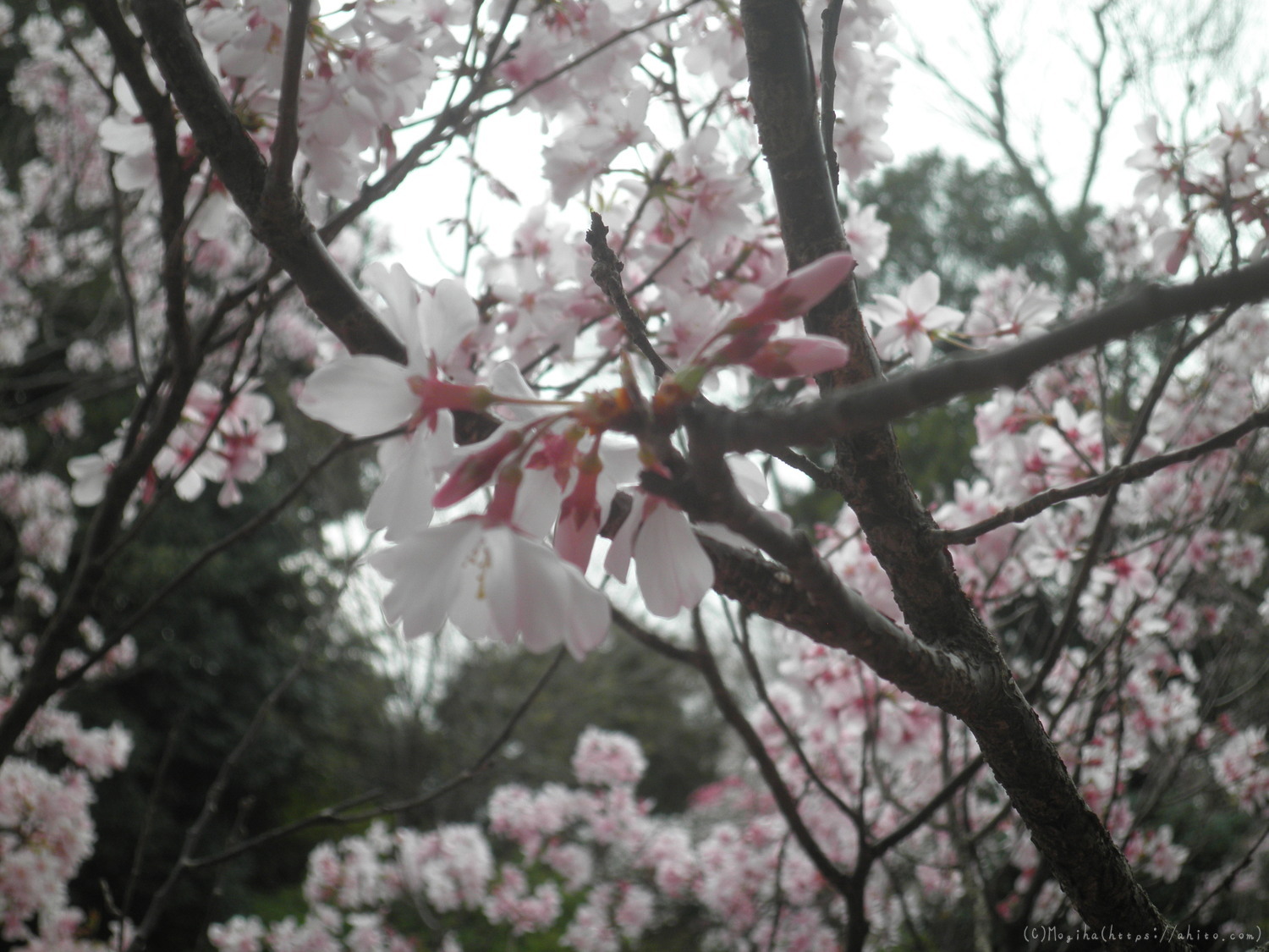 桜の開花 - 17