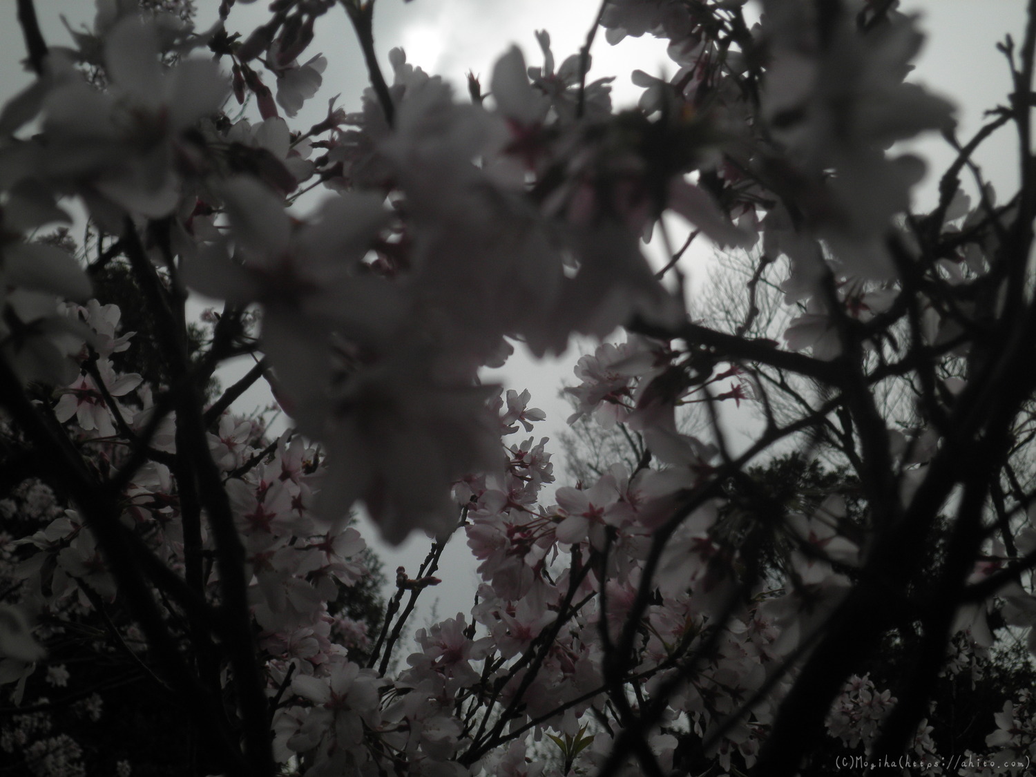 桜の開花 - 18