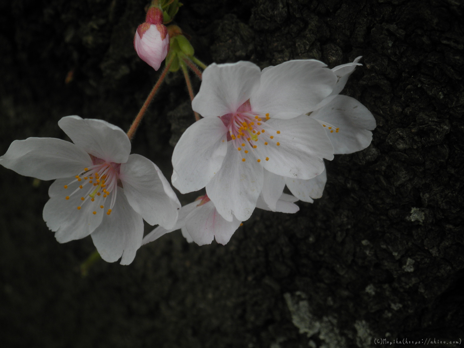 桜の開花 - 20