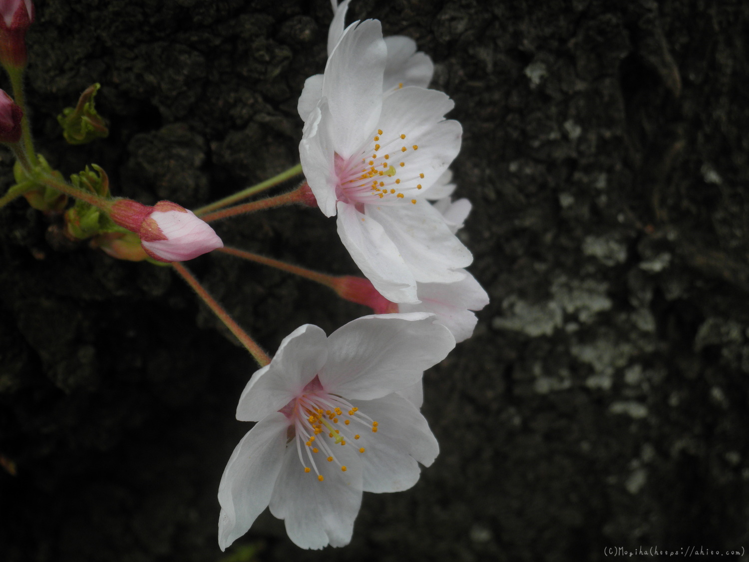 桜の開花 - 21