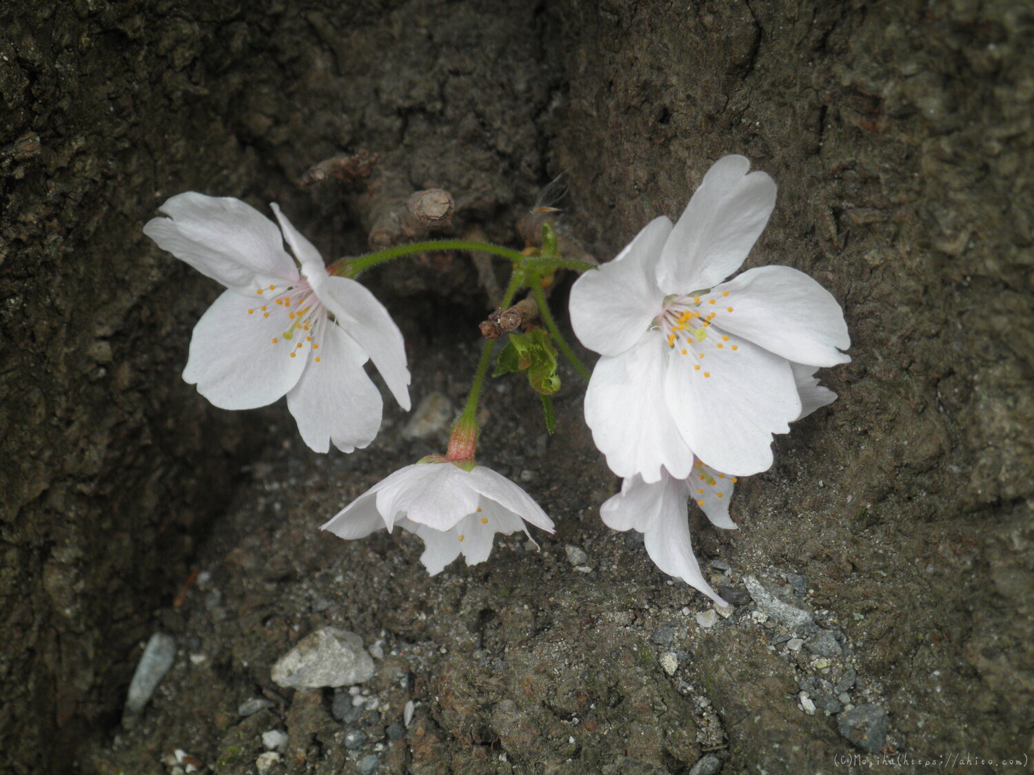 桜の開花 - 23