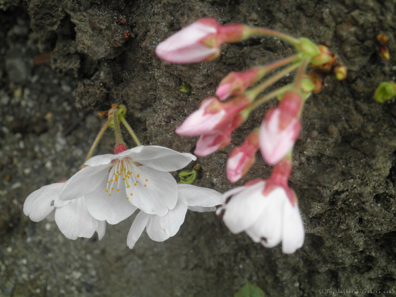 桜の開花 - 24