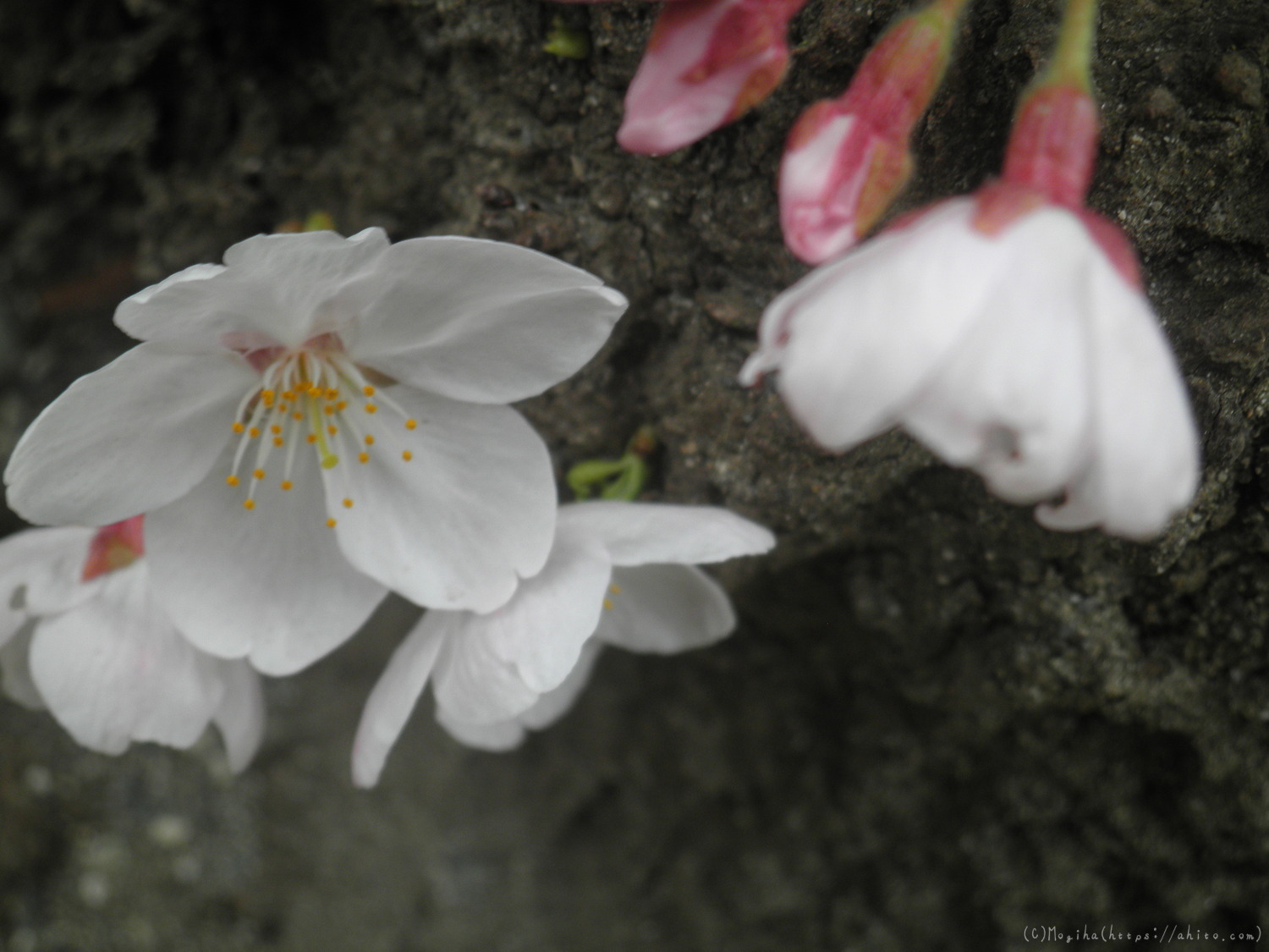 桜の開花 - 25