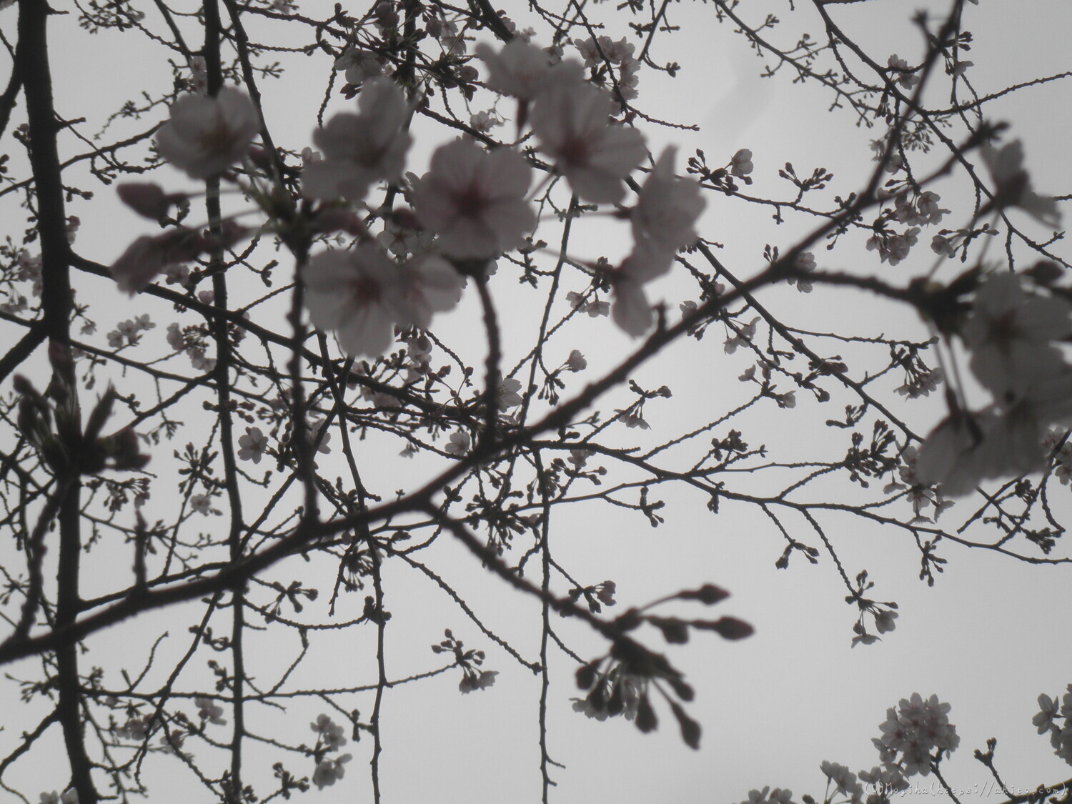 桜の開花 - 27
