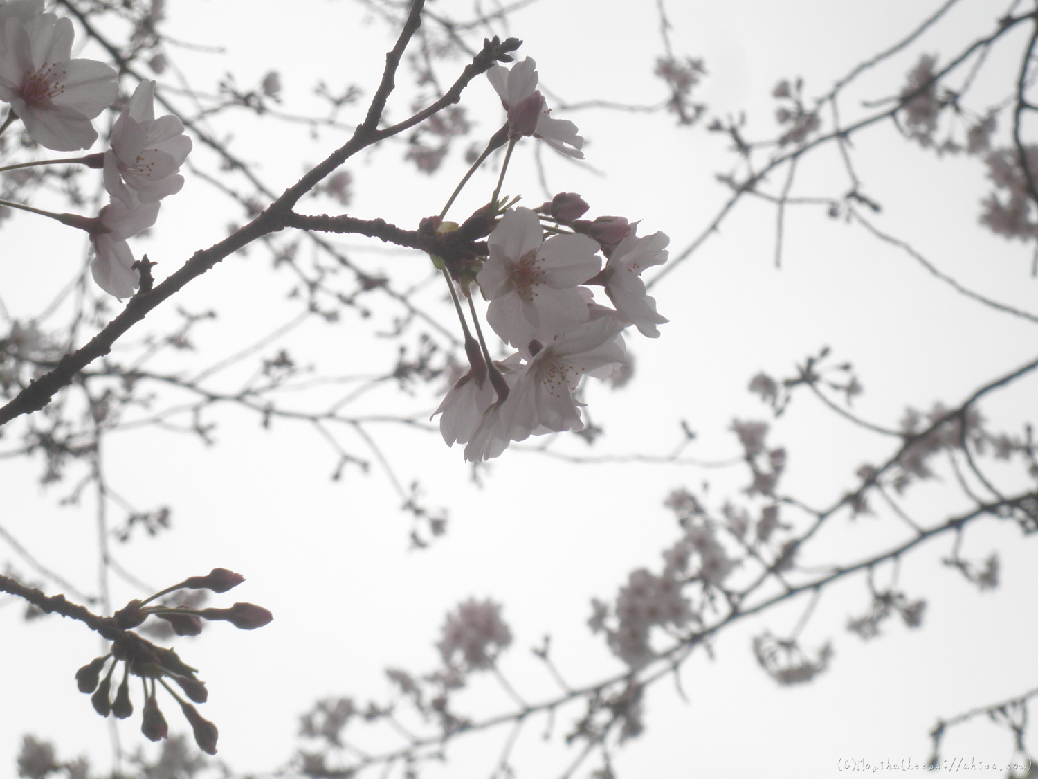 桜の開花 - 28